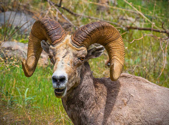 BigHorn