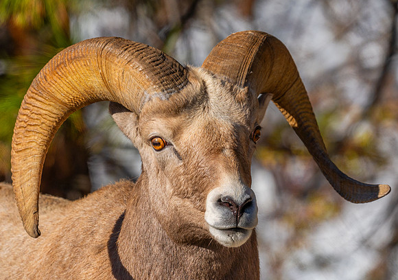 Bighorn-Morning-III