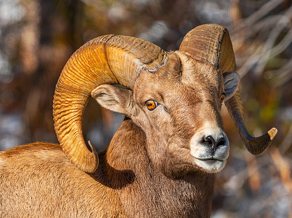 Bighorn-Morning-I