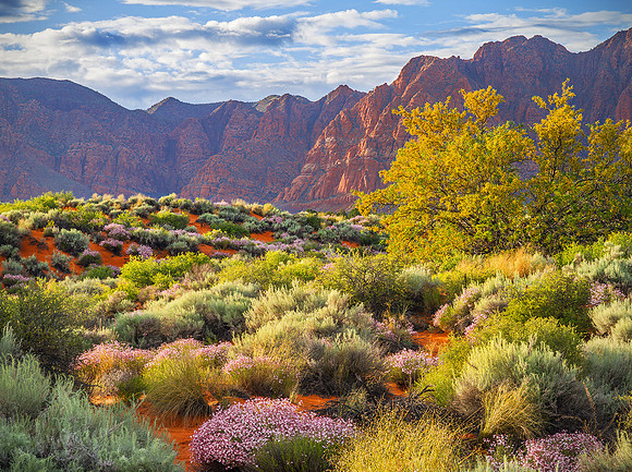 Blooming Desert