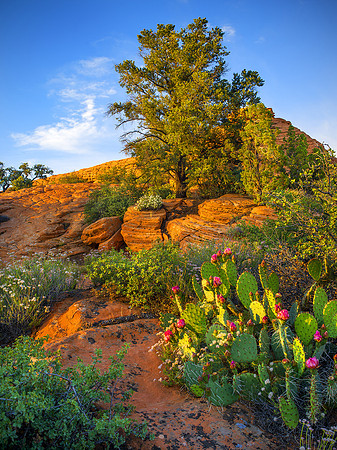 Blooming Cactus
