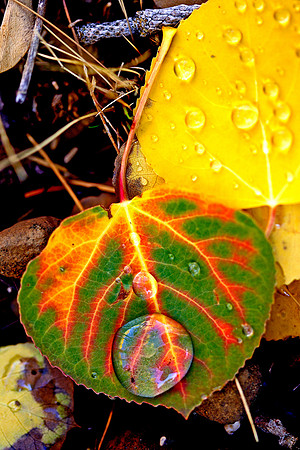 Aspen-Leaf