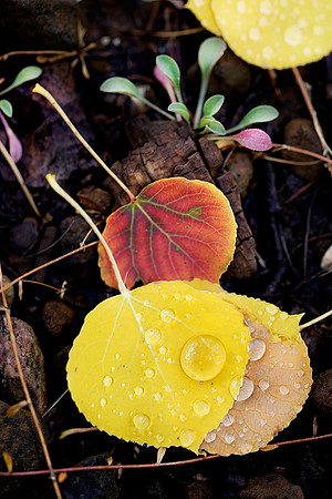 Aspen-Leaves