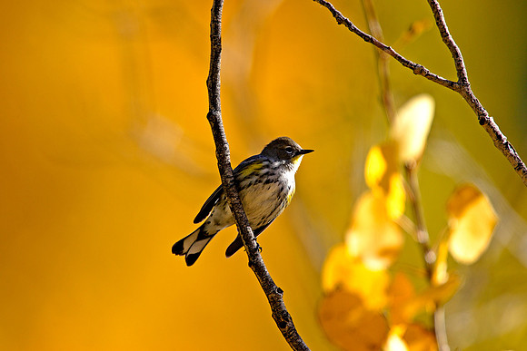 Autumn-Light