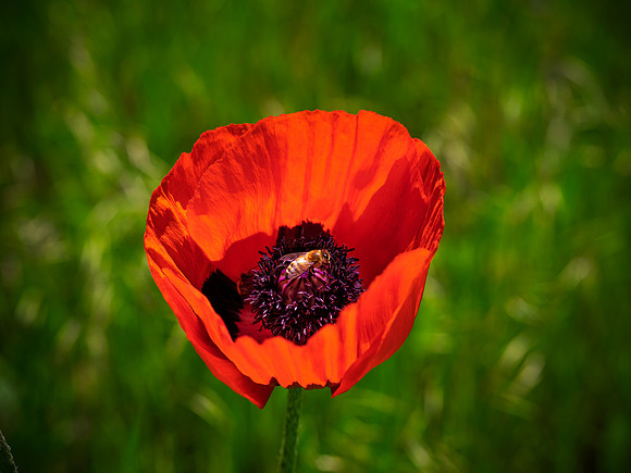 Bee-Poppy
