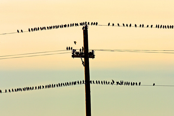 Birds-on-a-Wire