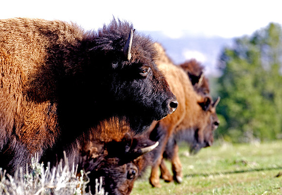 Bison-Gaze