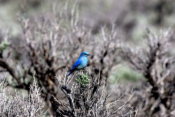 Blue-Bird