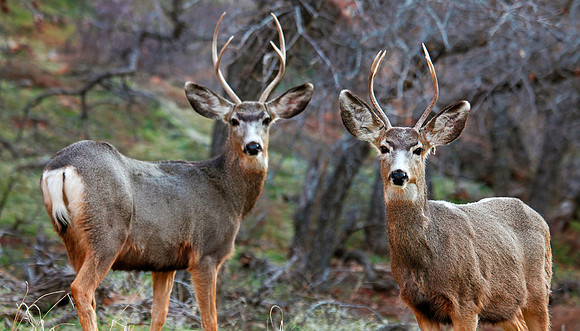 Bucks
